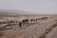 AFGHANISTAN-camel-transport-through-the-desert