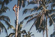 INDIA-Dieter-climbs-a-Coconut-tree-in-Goa