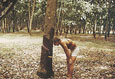 MALAYSIA-Dieter-inspecting-a-rubber-tree