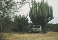 MEXICO-night-camp-under-a-giant-cactus